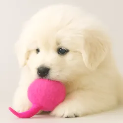 Jouets pour chiens Balle en feutre Puschel