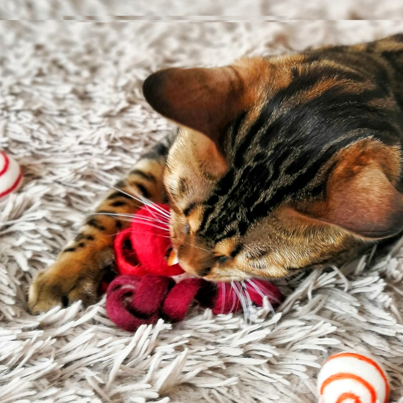 Cat toy felt spiral, felt curly for cats, plastic-free cat toy Cat toy felt spiral, felt curly for cats, plastic-free cat toy