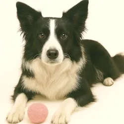 Palle di feltro per cani, feltro di lana cani, feltro per cani