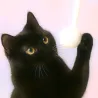 Palla di feltro giocattolo per gatti Puschel, i gatti amano il feltro!