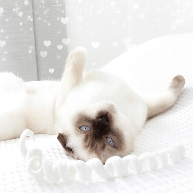 Jouet pour chat boucle en feutre blanc, ficelle pour chat en feutre Jouet pour chat boucle en feutre blanc, ficelle pour chat en feutre