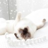 Cat toy felt curl