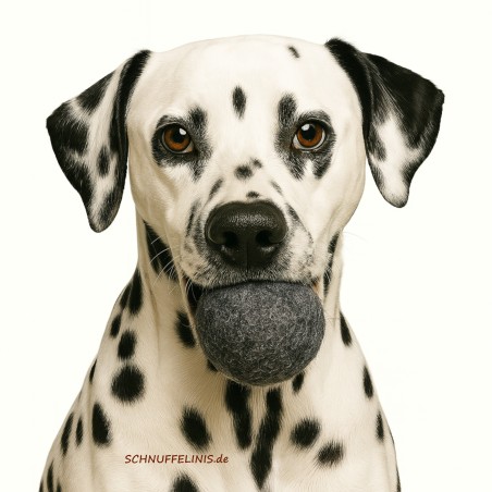 Fetch balls dog n39 Schnuffelinis