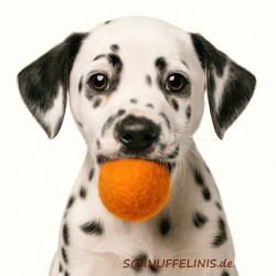 Fetch balls dog n6 Schnuffelinis