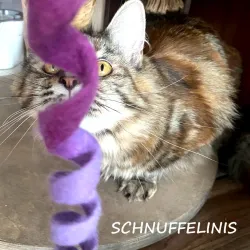 felted cat toy, mobile strings, toys for cats