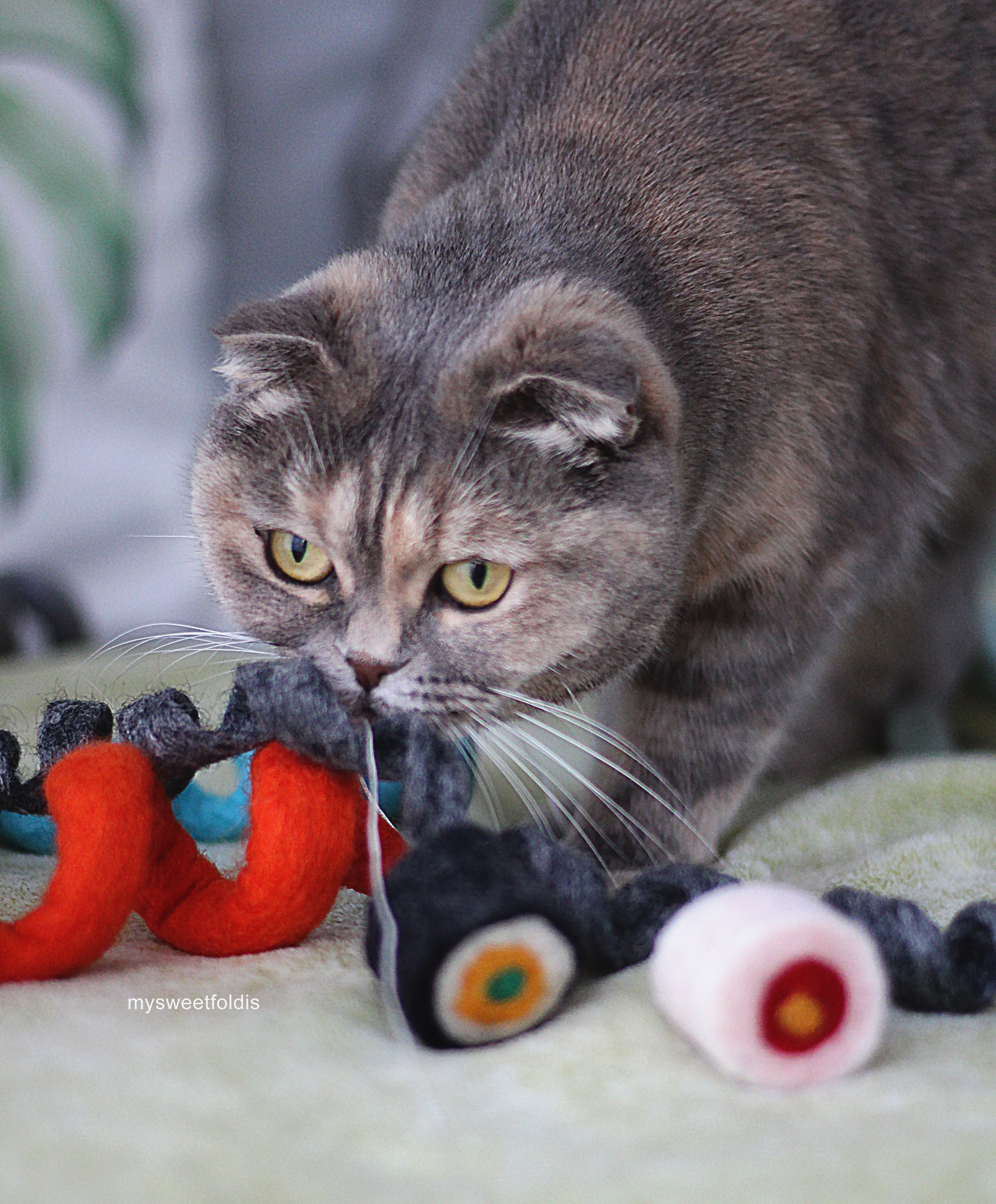 Feutre pour animaux de compagnie